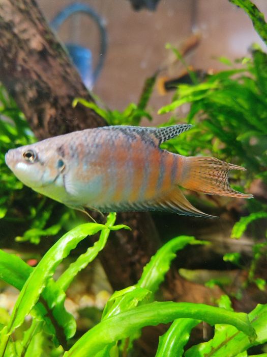 Аквариумные рыбки в ассортименте.