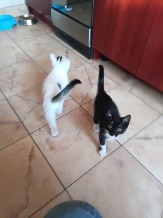 Kocięta oddam w dobre ręce