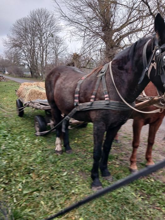 Продам пару кобил