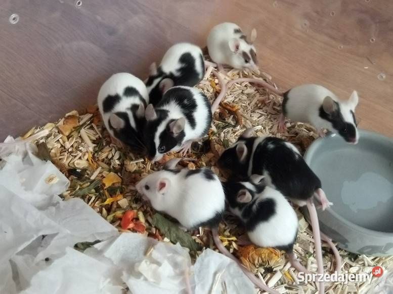 Mysz domowa(Japińska mysz skacząca)