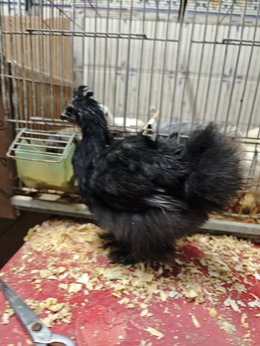 Pintinhos Sedosa do Japão