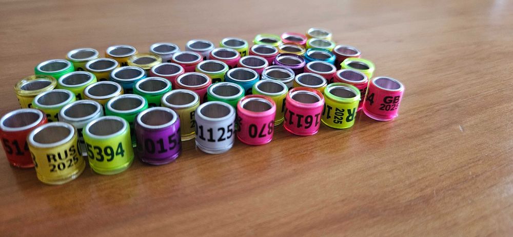 50 anilhas para Pombos 2025 - cores mistas