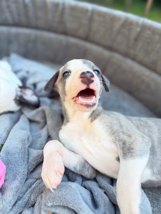 Whippet chłopiec
