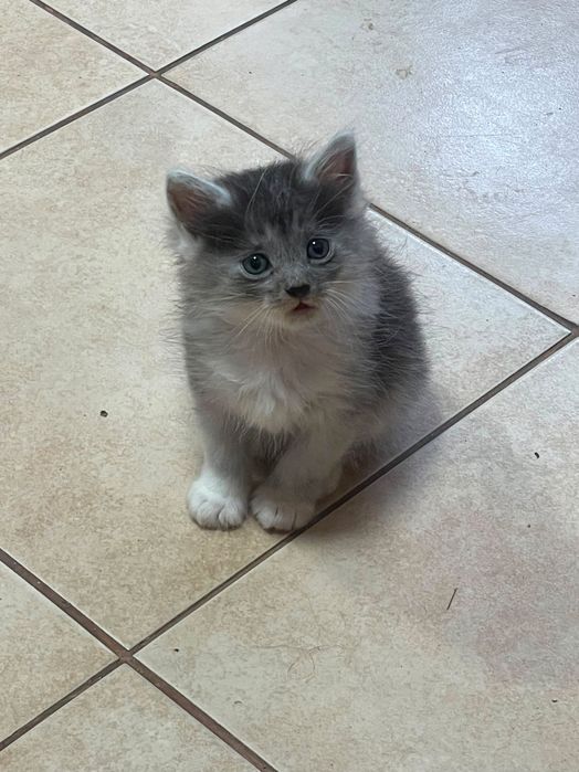 Кошенята безкоштовно!