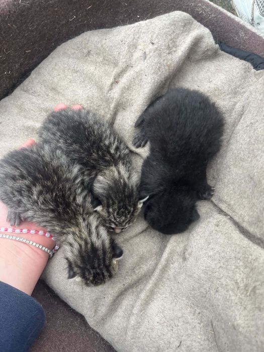 Oddam  4 kocurki