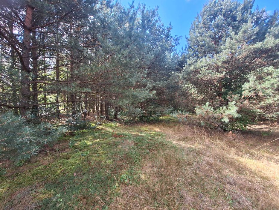 JURA - Morsko sprzedam działkę budowlano-rolną, częściowo zalesioną - Widok 4