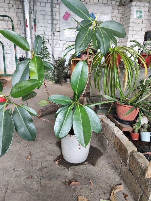 Фикус  большой .