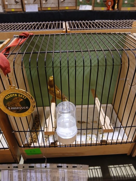 Kanarki miniatura hiszpańska