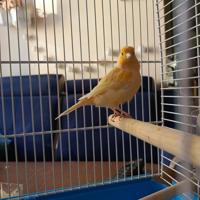 Kanarek samiczka kolorowa