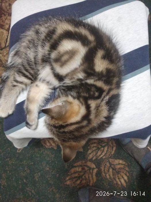 Шотландські котинята