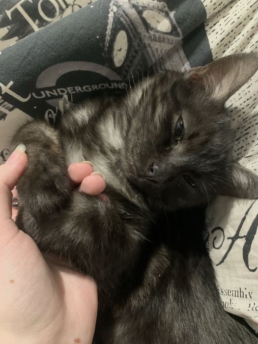 Віддмо котика