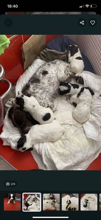 Спанієль дівчатка та хлопчик