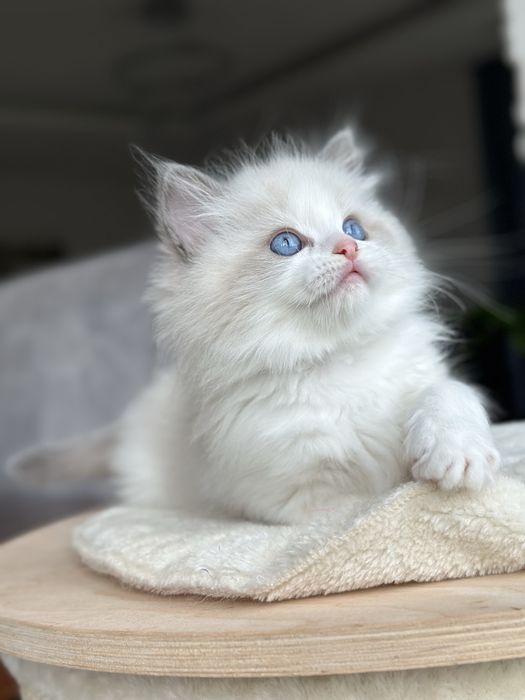 Kocurek ragdoll hodowlano wystawowy FPL