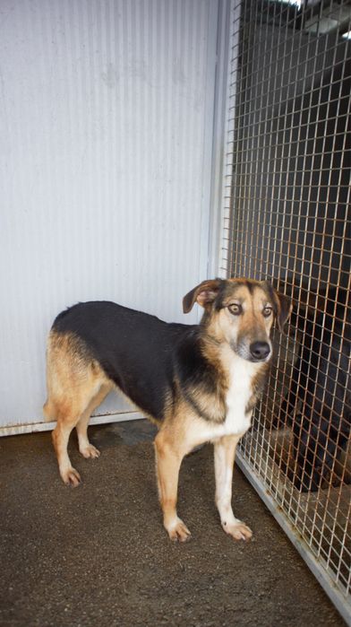 Patolas cadela porte medio grande