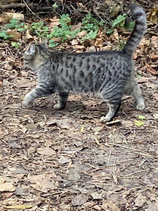 Кішка красуня 9-10 міс. Шукає свою теплу домівку. Допоможіть врятувати