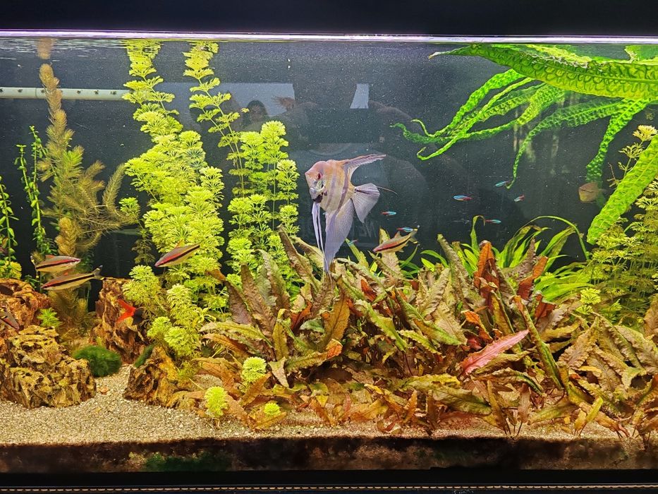 Akwarium 600l z szafką