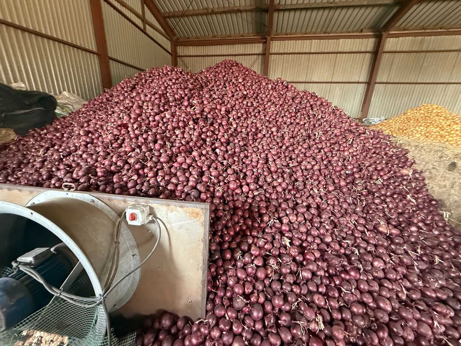 Sprzedam świeżą cebulę czerwoną w kalibrażu 5cm i więcej