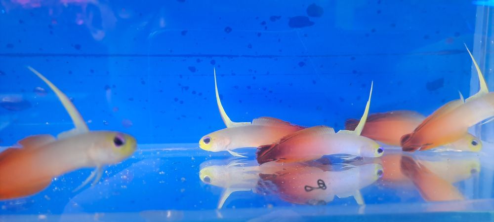 Nemateleotris magnifica