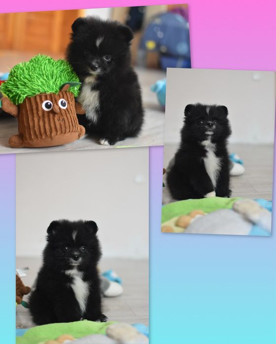 Дівчата та хлопчики шпиці