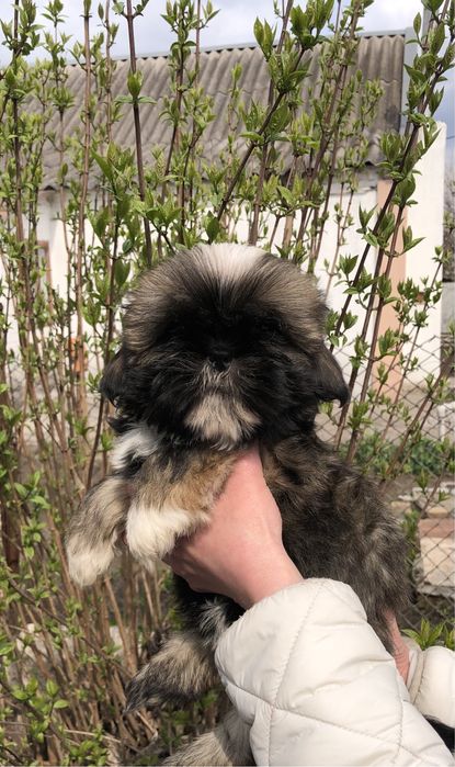 Девочки и мальчики ши тцу