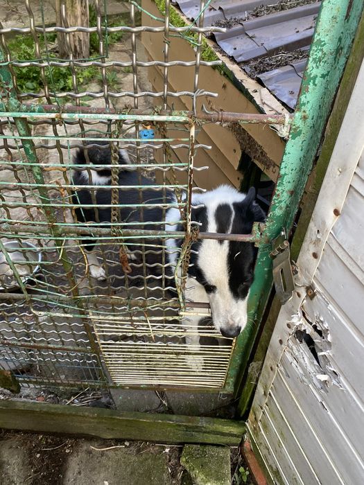 Oddam łajke syberyjską