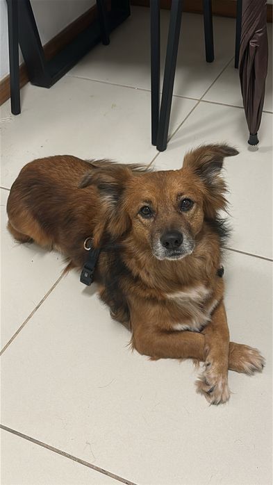 Cãozinho para adoção