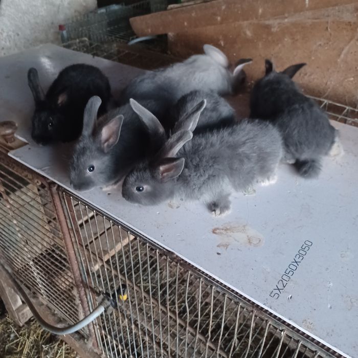 Coelhos anões para venda