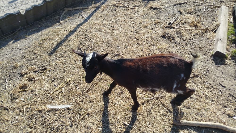 Cabra anã preta e branca
