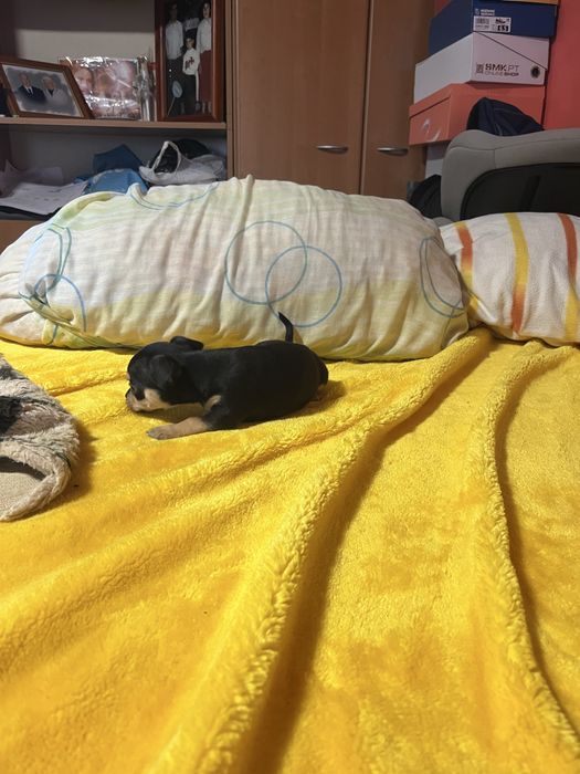 Chihuahua macho muito pequena cor