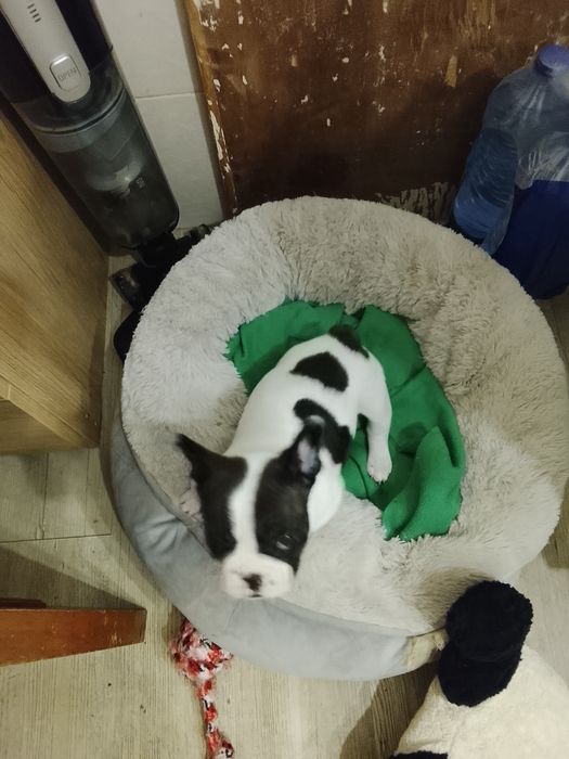 Buldogue francês bebe macho lindo