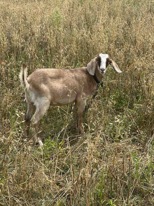 Продам козочку , комола , нубійка, 6 місяців