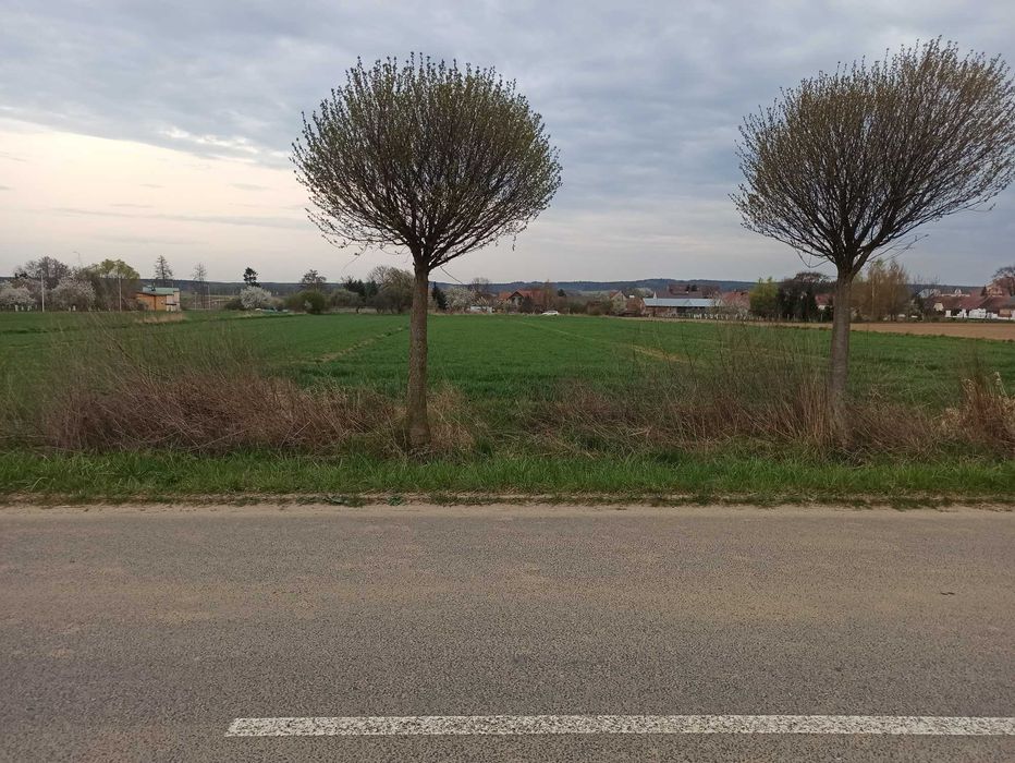 Działki budowlane Kwielice – 3 działki przy asfaltowej drodze | media | blisko Głogowa - Widok 3