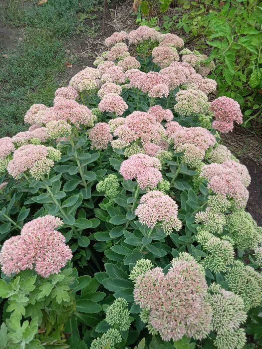 ясколка       отдам