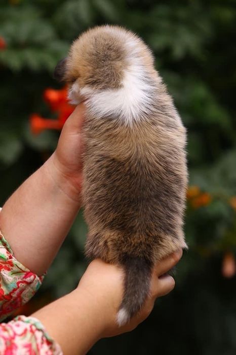 Мальчик вельш корги пемброк_Томми