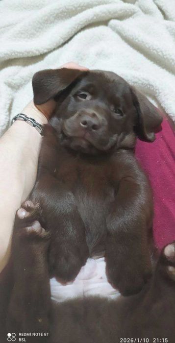 Лабрадори Шоколадного окрасу з документами КСУ