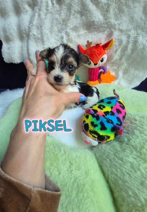 Piesek yorkshire terrier biewer maleńki