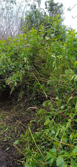 Limpeza de terrenos e manutenção
