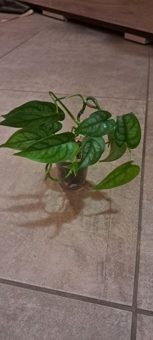 Монстера сільтепекана