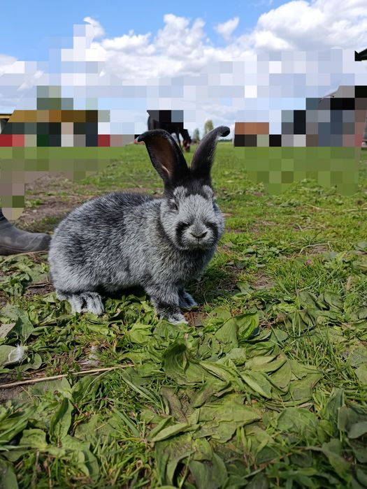Sprzedam młodego samca wjs