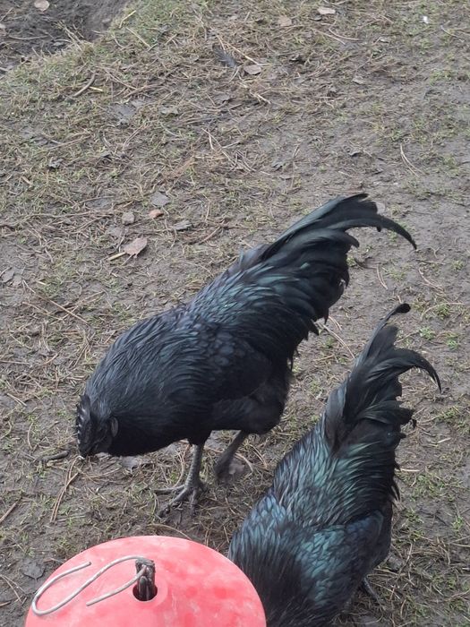 Sprzedam koguty ayam cemani