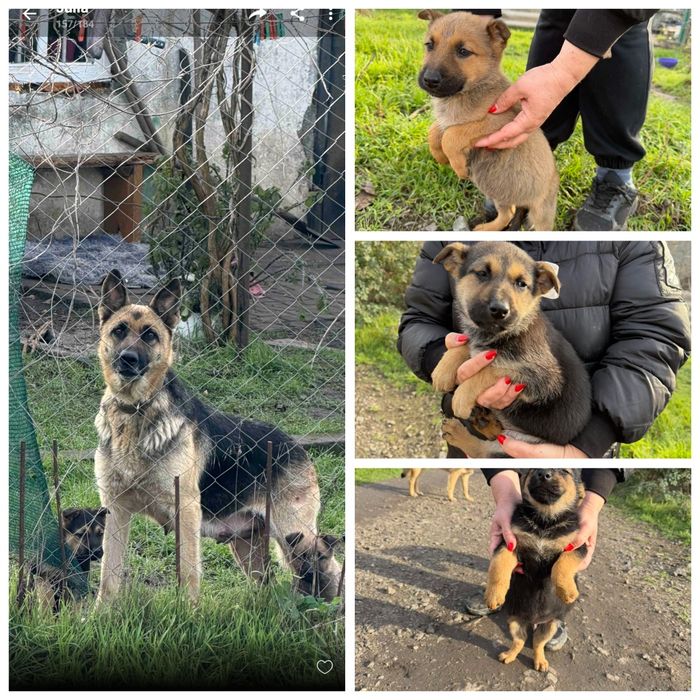 Отдам в хорошие руки метисов овчарки