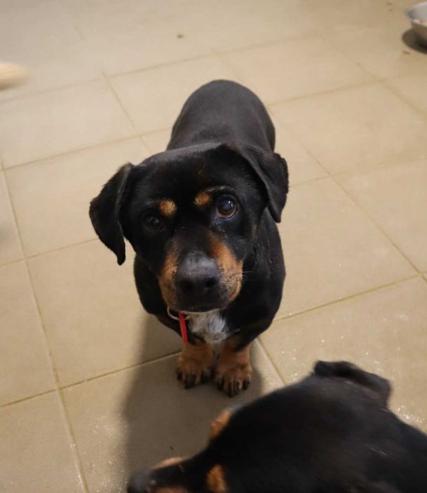 Rambuś i Neruś malutkie pieski trafiły do schroniska..