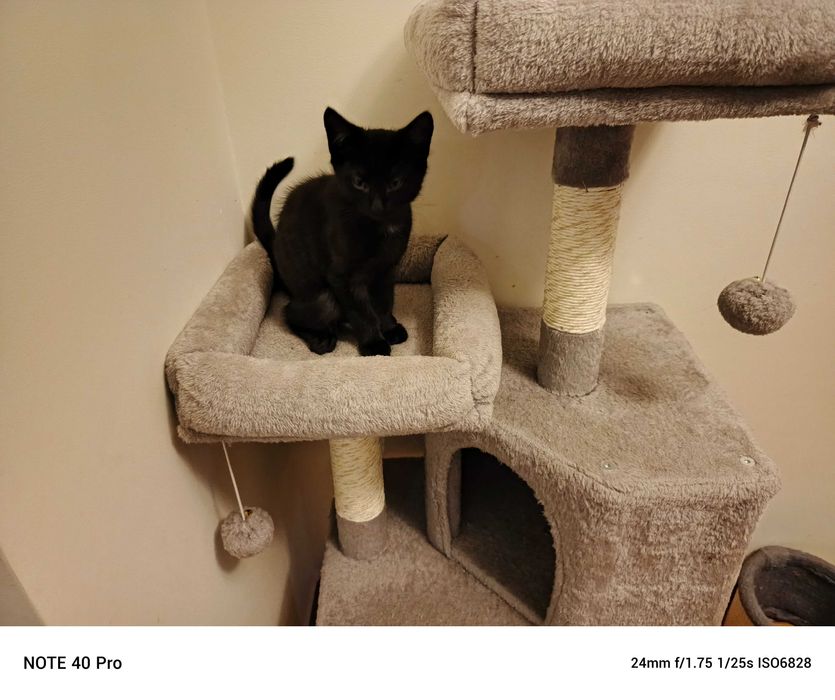 Oddam kotka za darmo