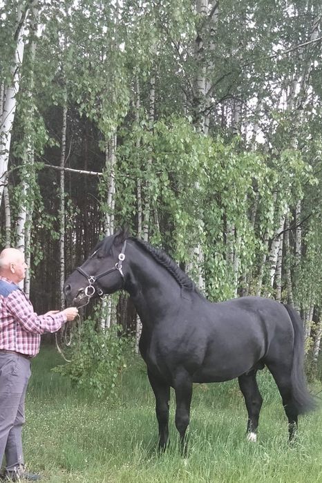 Ogier śląski Jurand możliwa zamiana