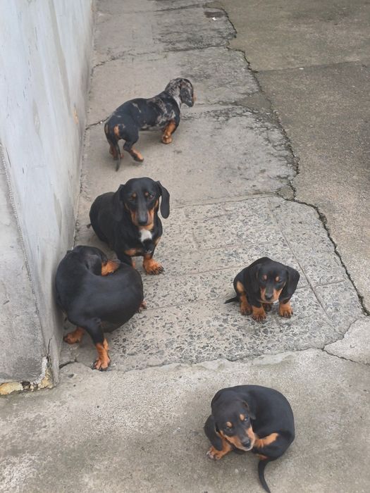 Таксочки чорні два місяці