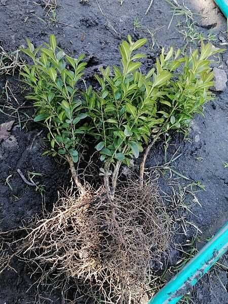 Саджанці самшиту