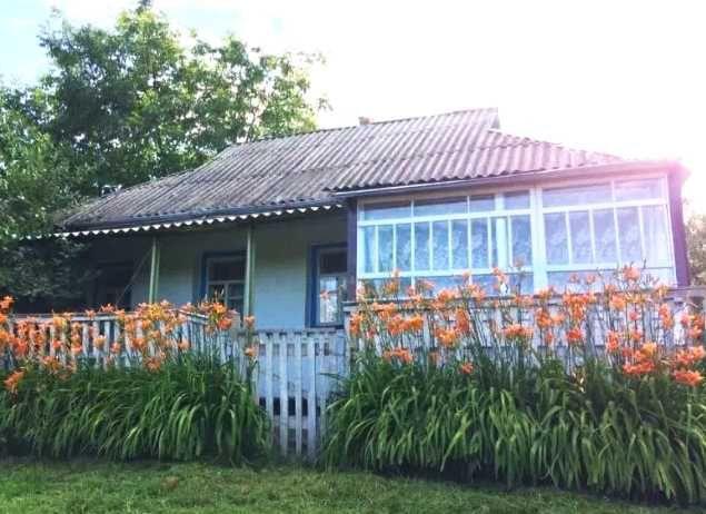 Лилейник оранжевый 1 саженец 30 грн.