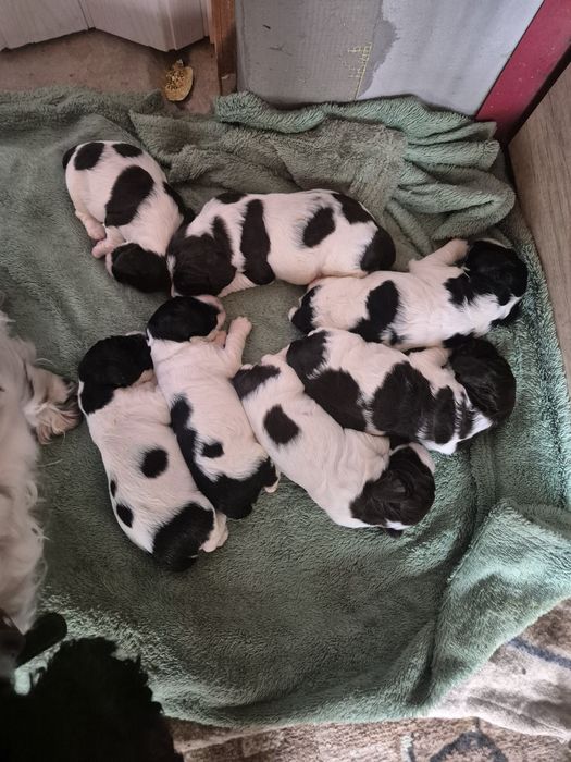 Продам цуценят Спаньєля