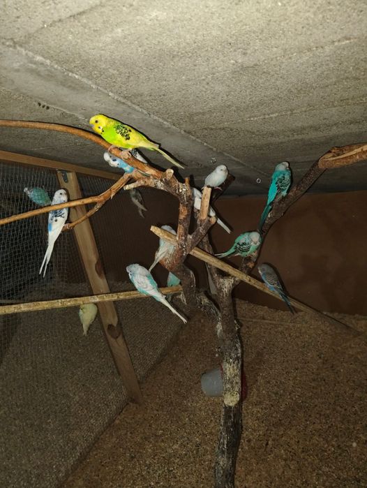 Vendo vários periquitos