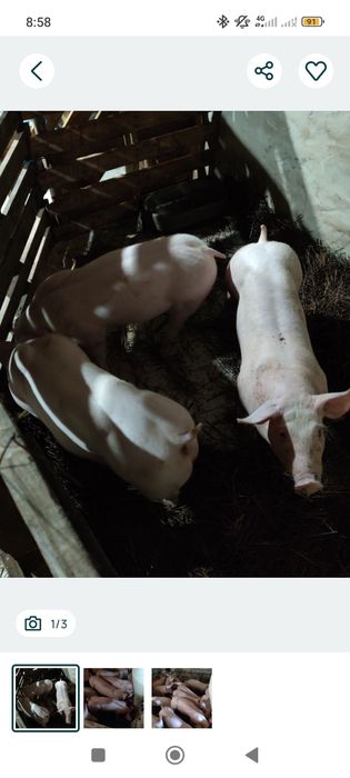 Animais diversos